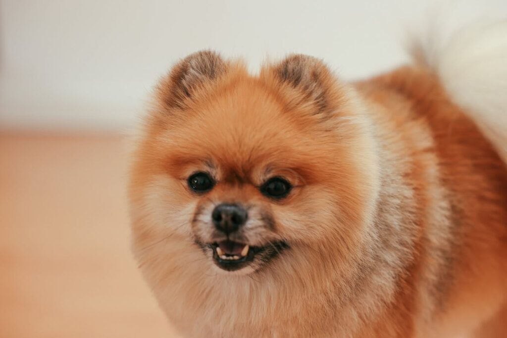 pomeranian-dog