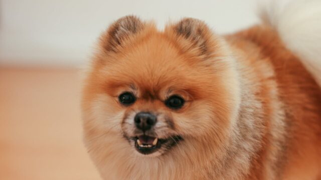 pomeranian-dog